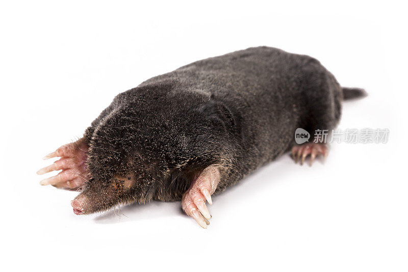 欧洲鼹鼠，普通鼹鼠或北鼹鼠(Talpa europaea)